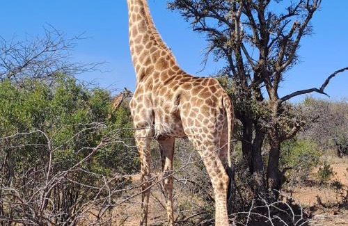 Kareeberg Haus | Enso Botanico 41 inside the Dinokeng Big 5 Game Reserve