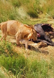 Maasai Mara Bed & Breakfast | Esam Homestay