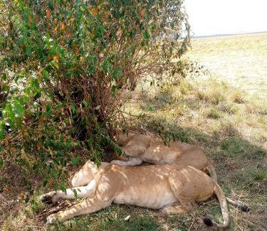 Maasai Mara Bed & Breakfast | Esam Homestay