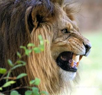 Maasai Mara Bed & Breakfast | Esam Homestay