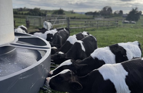 Waerenga Sonstige | Experience the country life, on a working dairy/dry stock farm with a view