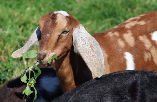 Dedham Kabine | Farmstay in a tiny shack with view on horse & goat pasture