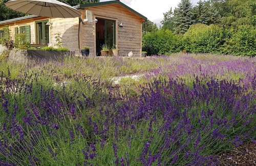 Muecke Haus | Wald(h)auszeit am See