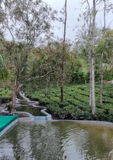 Pirmed Haus | Four Winds Plantation Homestay Approved by Dept of Tourism Govt of Kerala