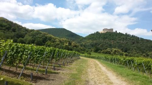 Neustadt-Diedesfeld Haus | Gästehaus Weingut Glas