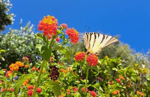 Acciaroli Haus | Giorgia House