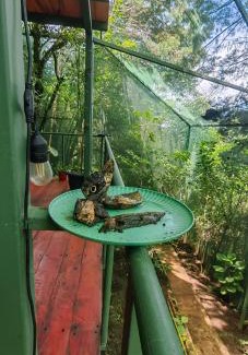 Concepcion Sonstige | Glamping Butterflay Garden