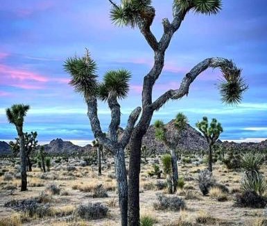 Joshua Tree Haus | Golden Hour Hideaway Tranquil Desert Retreat Near Joshua Tree