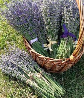 Urlati Sonstige | Grădina Magică a Lavandei Glamping