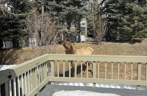 Sun Valley Eigentumswohnung | Schöner Ort! Eigentumswohnung auf der Ranch in Elkhorn, große Terrasse, Pools zur Auswahl