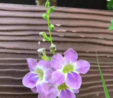 Surin Hotel | Green Leaf Resort