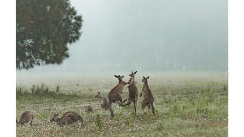Kangaroo Valley Haus | Gumnut by Tiny Away