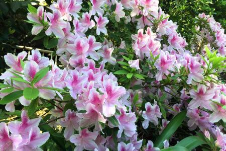 Boulogne Haus | Habitación en casa con gran jardín