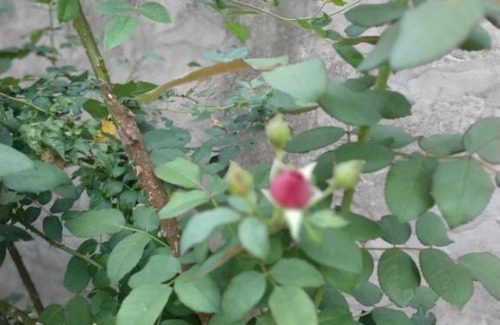 Capital Department Haus | Corrientes Habitación con baño para 4 a 10 min de RN12