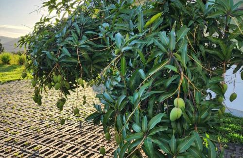 Puli Haus | Hajin Homestay