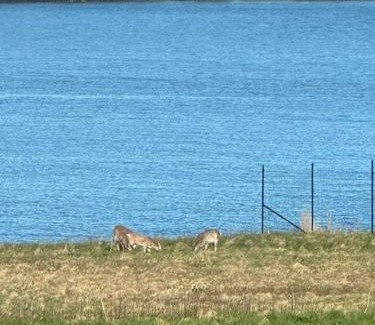 Seawall Haus | Hard Aground - Ocean View - Pet Friendly! SWH