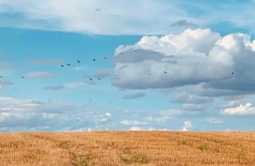 Templin Wohnung | Helle Loft mit eingenem Garten