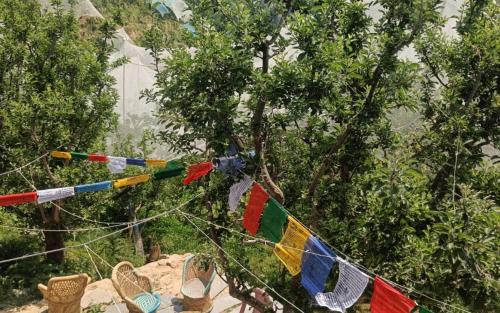 Kumharsain Haus | Himalayan Yew Camps and Homestay by StayApart