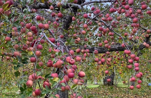 Hirosaki Haus | HIROSAKI清水森はうす
