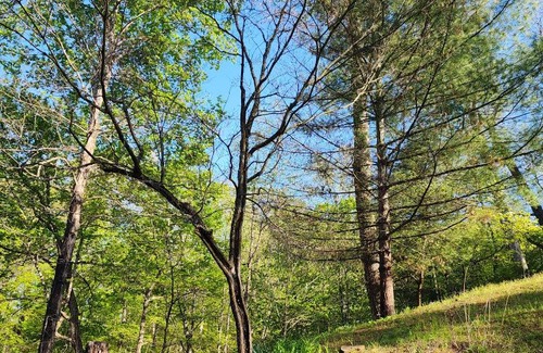 Morgantown Sonstige | HOOTERHILLS