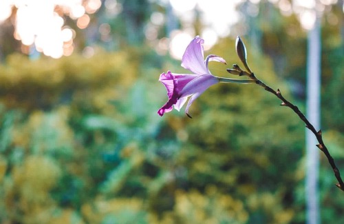 Uramba National Park Haus | Hostal Nuestro Sueño