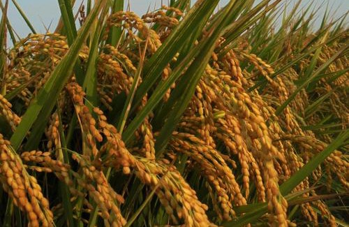 Baihe Bed & Breakfast | Joel's Garden 悠爾庭園古厝民宿