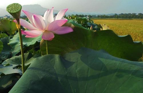 Baihe Bed & Breakfast | Joel's Garden 悠爾庭園古厝民宿