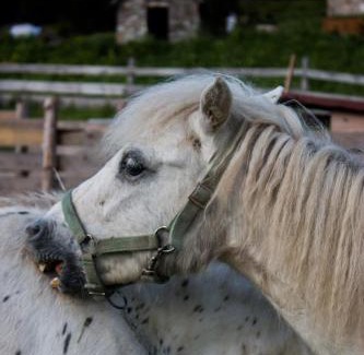 Spindleruv Mlyn Haus | Josefova Bouda -Resort Svaty Frantisek