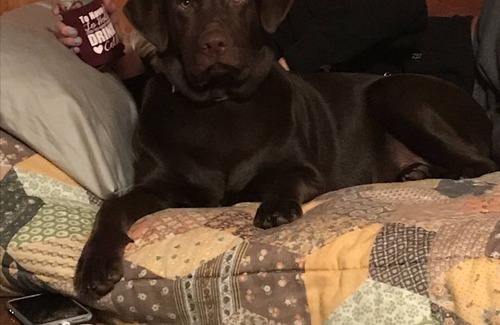 Hale Kabine | Lake Front cabin on ORV trail head! 5 mins from AuSable River pets welcome!