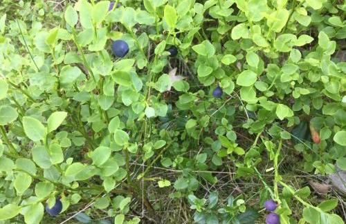 Varmdo Haus | Lillstuga Strömma