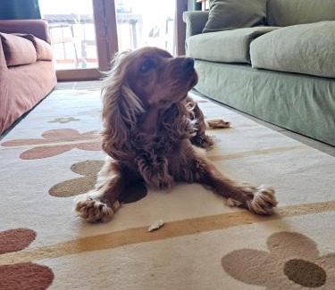 Gokceada Wohnung | Lily Guest House with Amazing View House with Garden