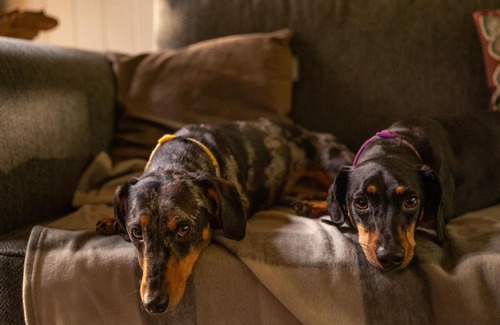 Corfe Haus | Lodge 16