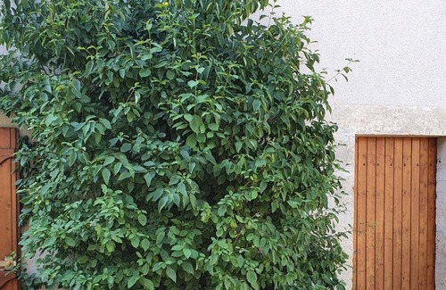 Varennes-les-Narcy Wohnung | Logis Côté Cour