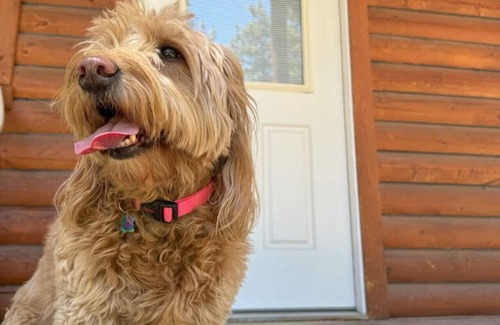 Grantsdale Kabine | Lost Horse Lodge - Double Queen Cabin #16 - PetsOK