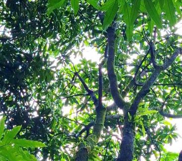 Hireguthi Haus | Mangrove Ecostay