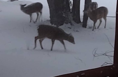 Gould City Kabine | Manistique Lake Water Edge Retreat