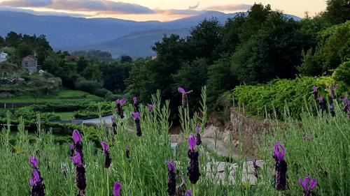 Melgaco Haus | Melgaço Alvarinho Houses