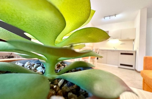 Sunny Beach Wohnung | Menada Royal Sun Apartments