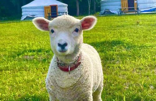 Gujo Sonstige | Mini Mongolian Campsite - Vacation STAY 84050v