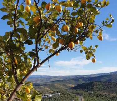 Olvera Haus | Mirador del Olivar