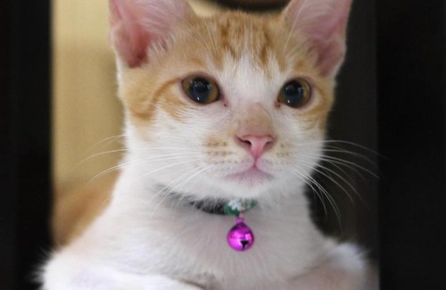 Taitung Bed & Breakfast | Mr. Sloth & Mrs. Cat B&B