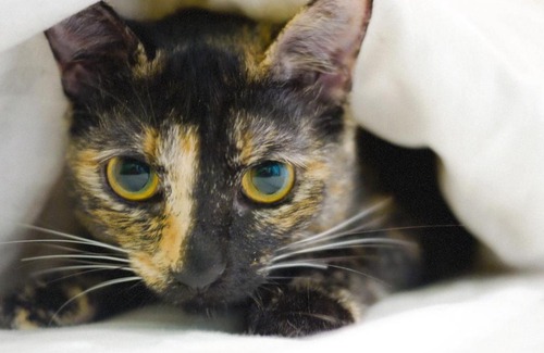 Taitung Bed & Breakfast | Mr. Sloth & Mrs. Cat B&B