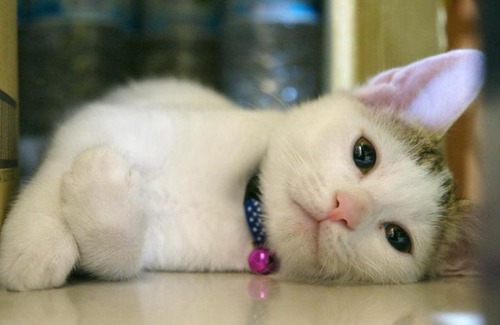 Taitung Bed & Breakfast | Mr. Sloth & Mrs. Cat B&B