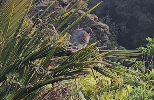 Muriwai Kabine | Muriwai Lodge