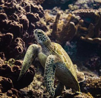 Maratua Island Hotel | Nabucco Island Resort