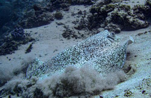 Maratua Island Hotel | Nabucco Island Resort