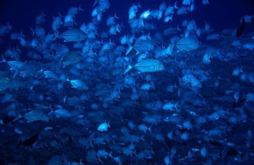 Maratua Island Hotel | Nabucco Island Resort