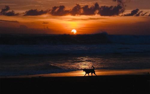 Pererenan Hotel | Noema Resort Pererenan