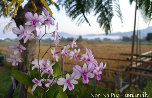 Pua Haus | NON NA PUA - นอนนา ปัว