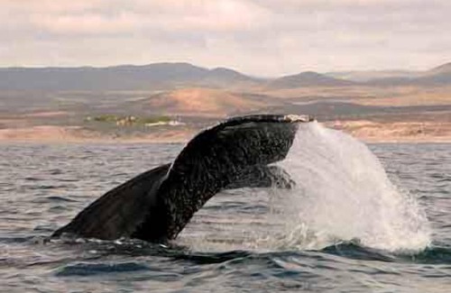 Vinorama Villa | Off-the-Grid-Leben in einer schönen abgeschiedenen Gegend.